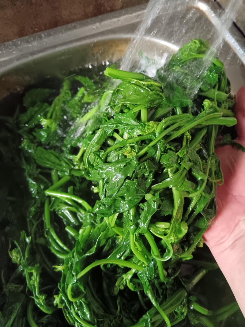 天妃芽
