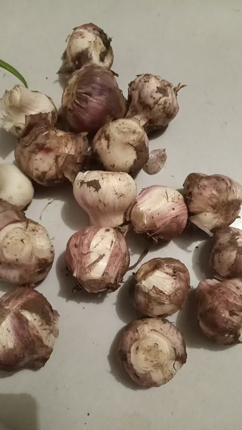 湖北新鲜半蒜，蒜头，质量好，价格便宜，每天万斤