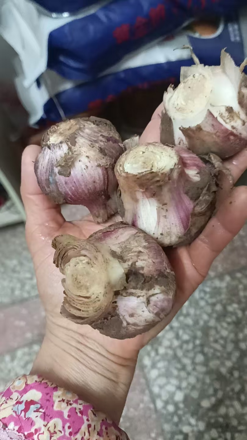 湖北新鲜半蒜，蒜头，质量好，价格便宜，每天万斤