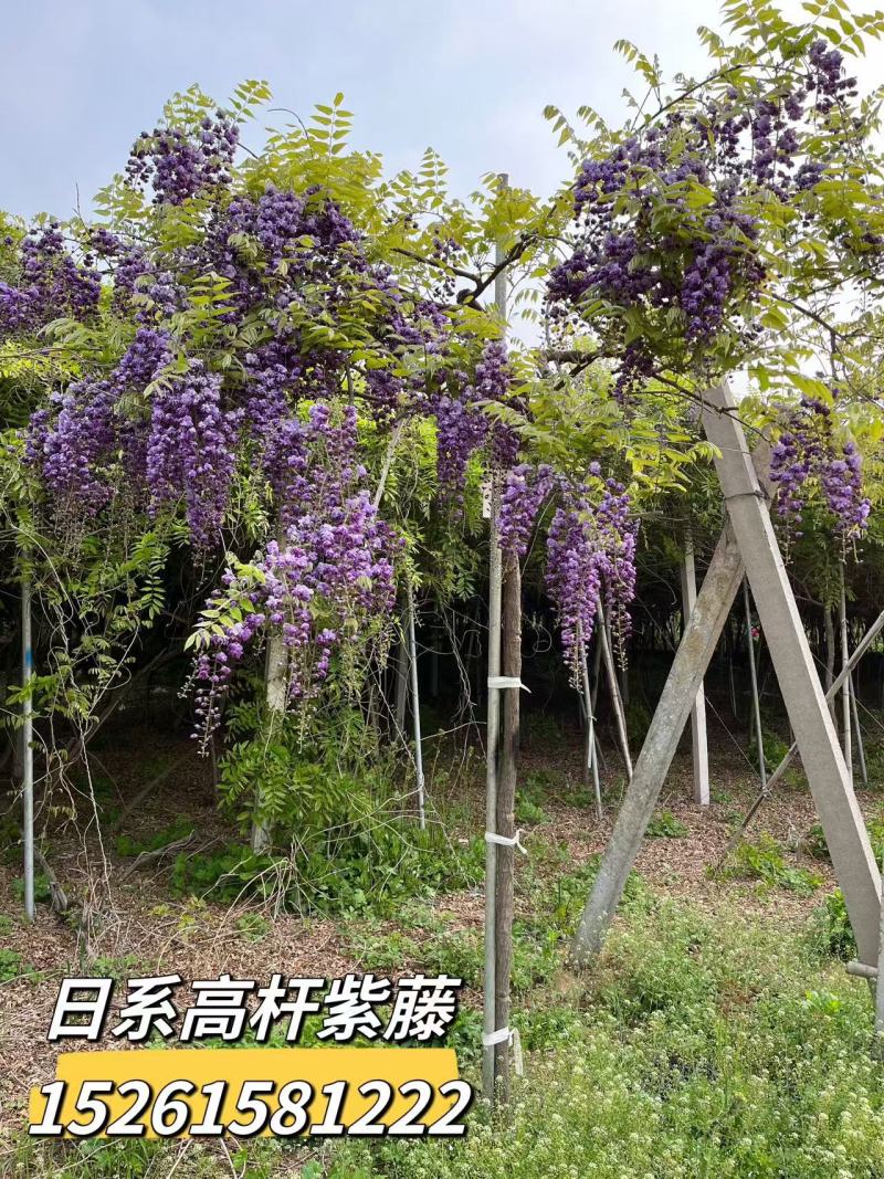 日系紫藤（八重黑龙）