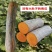 健美蜜本南瓜种子鼎牌超甜粉面蜜本南瓜种子南瓜籽早熟