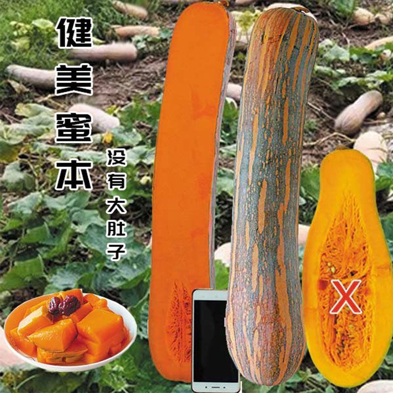 健美蜜本南瓜种子鼎牌超甜粉面蜜本南瓜种子南瓜籽早熟