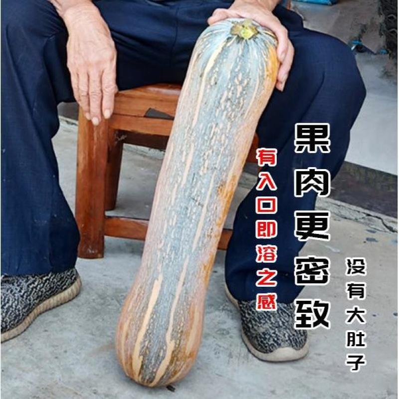 健美蜜本南瓜种子鼎牌超甜粉面蜜本南瓜种子南瓜籽早熟