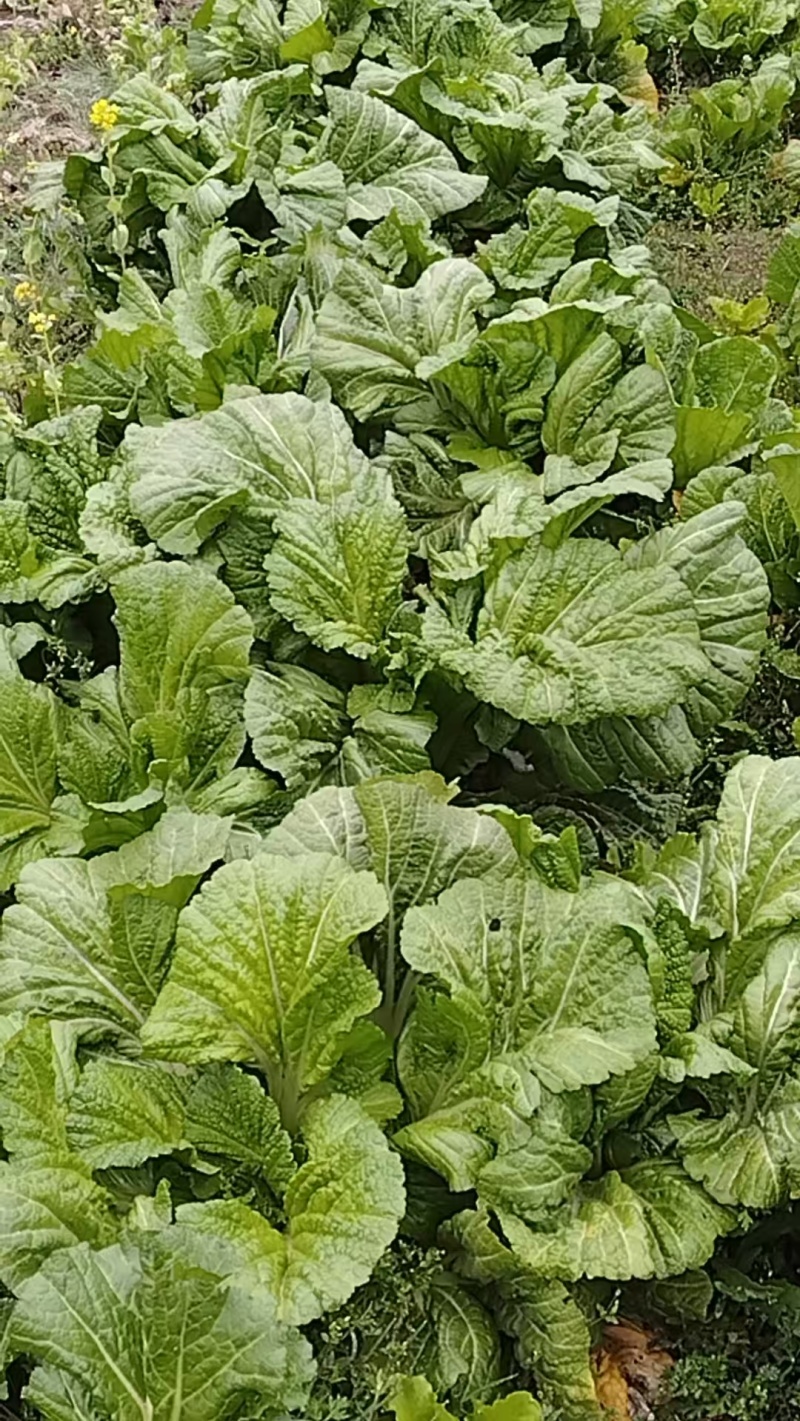 青菜