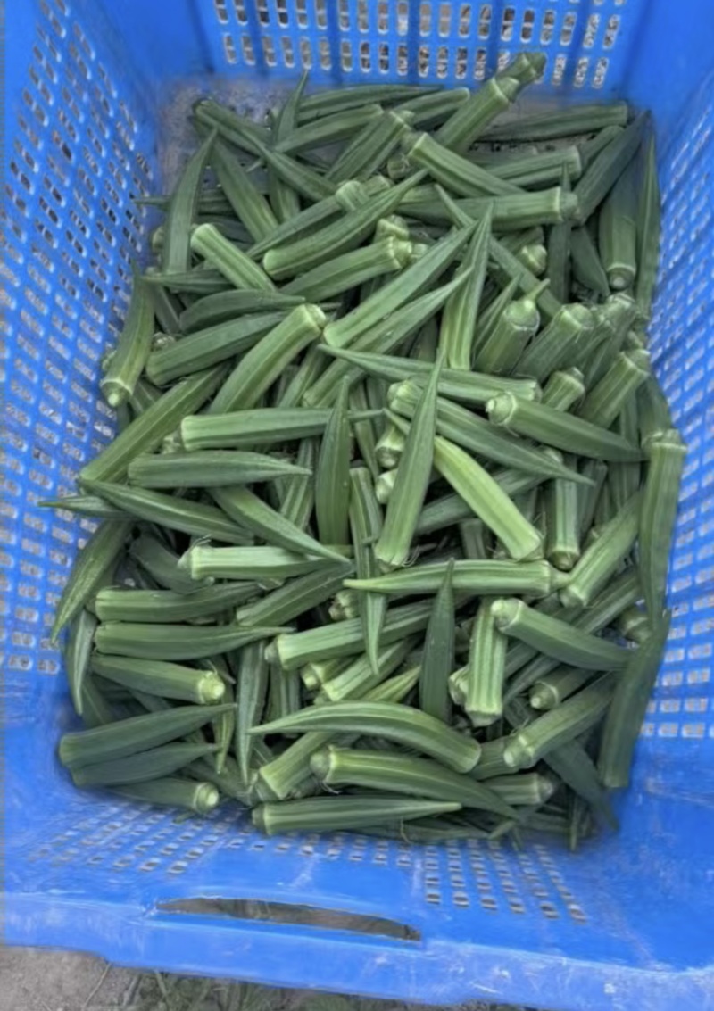 黄秋葵
