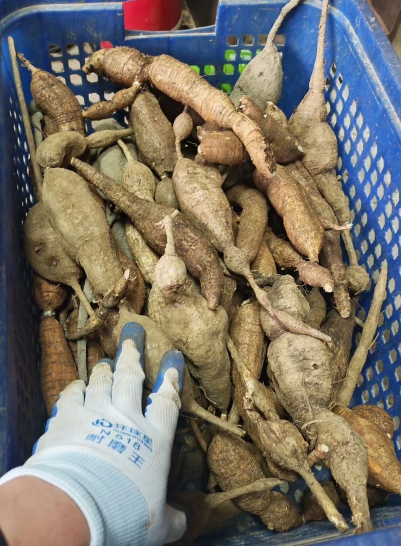 纯野生黑牛大力蛋主营：各种养生滋补土特产，大量供应！电商