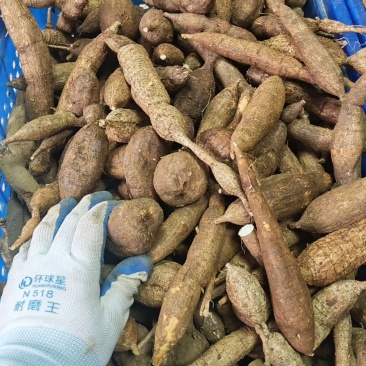 纯野生黑牛大力蛋主营：各种养生滋补土特产，大量供应！电商
