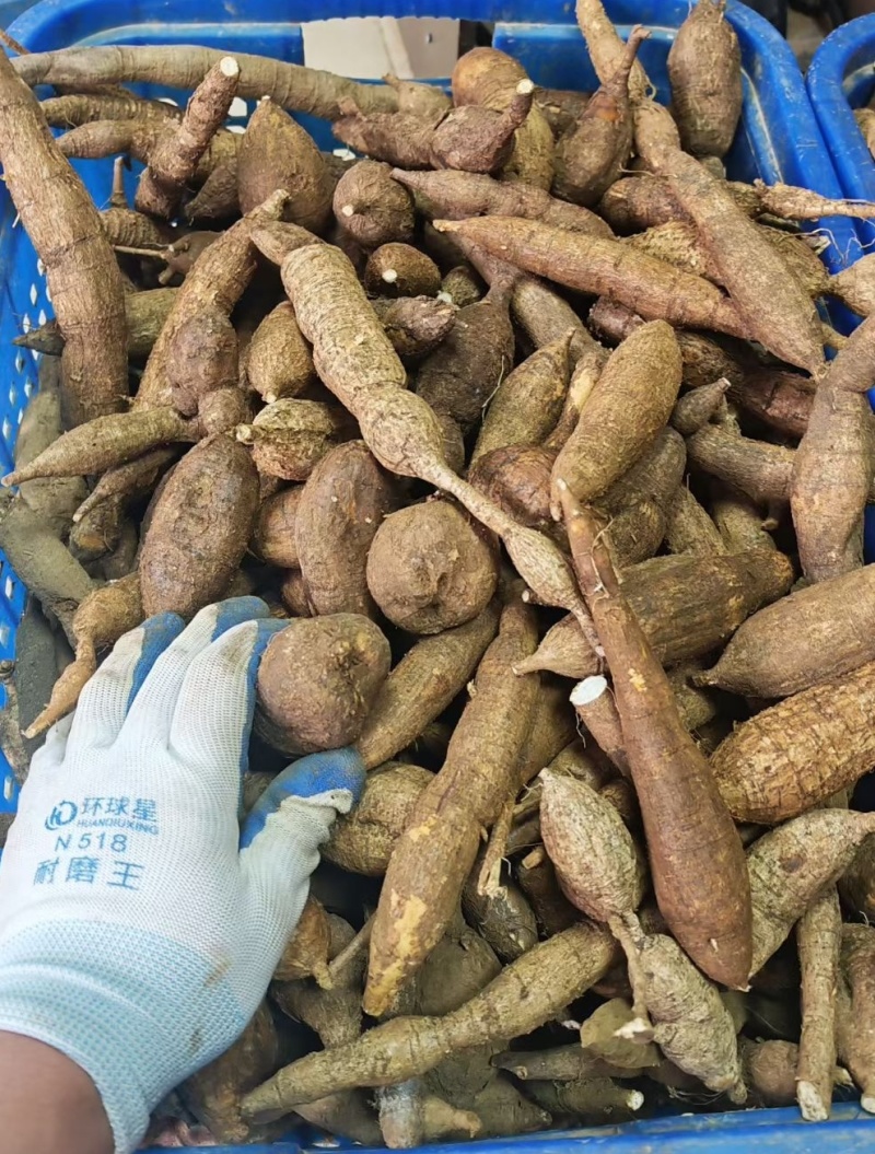 纯野生黑牛大力蛋主营：各种养生滋补土特产，大量供应！电商