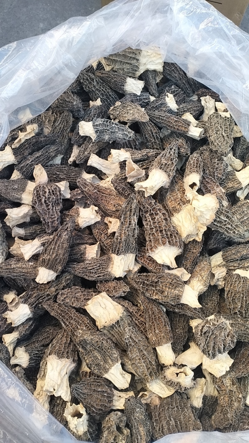 精品羊肚菌