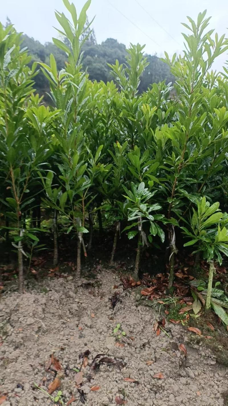 嫁接杨梅苗黑炭苗乌梅苗台梅苗东魁苗基地直销批发