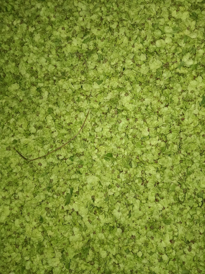 中到大片榆钱收货第四天
