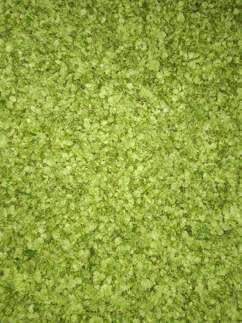 中到大片榆钱收货第四天