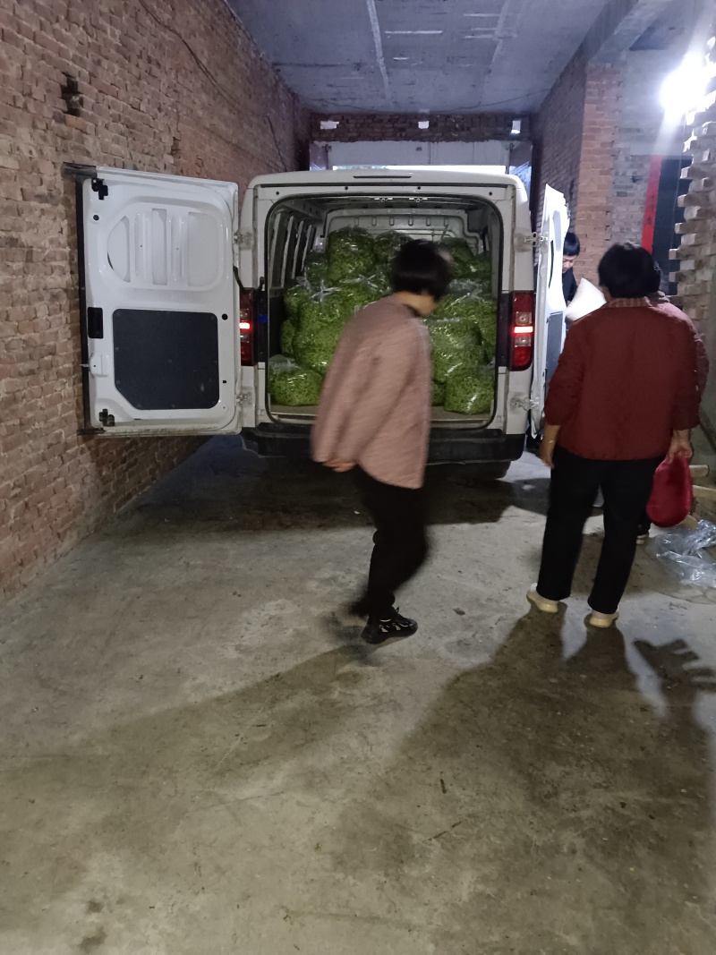 中到大片榆钱收货第四天