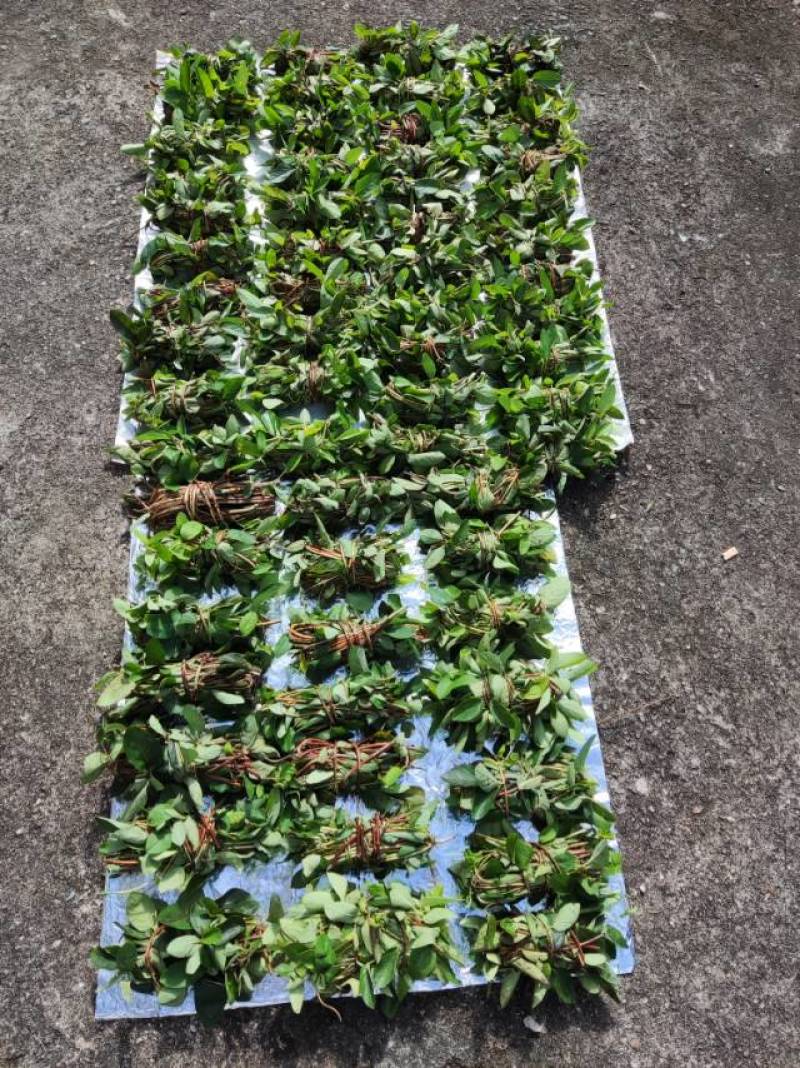 新鲜金银花藤干货两种都有