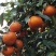 沃柑