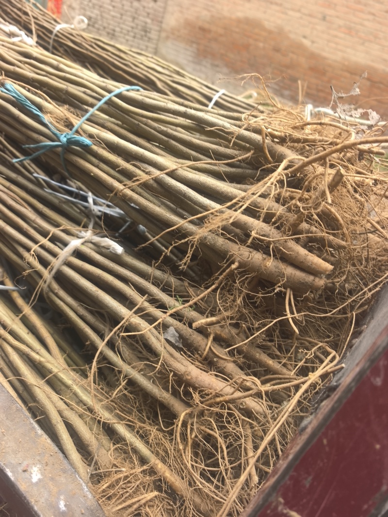 刺槐小苗的特色包括生长快、适应性强、耐贫瘠、根系发达固土