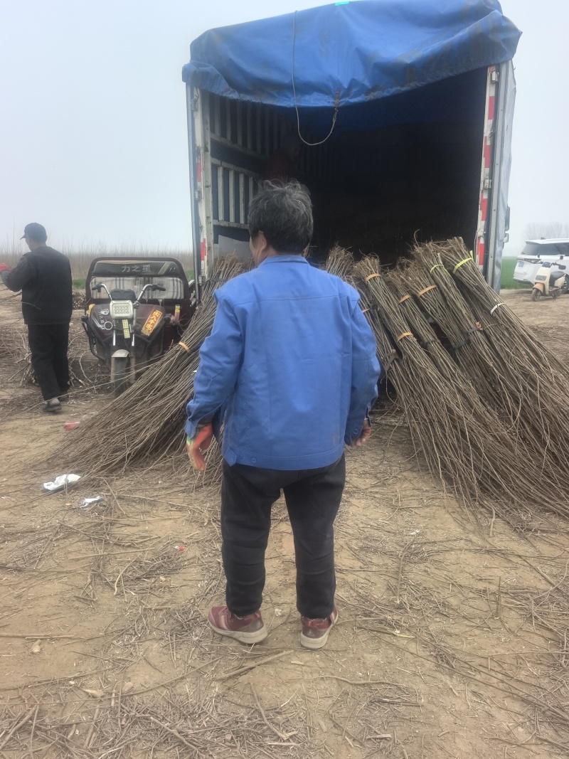 刺槐小苗的特色包括生长快、适应性强、耐贫瘠、根系发达固土