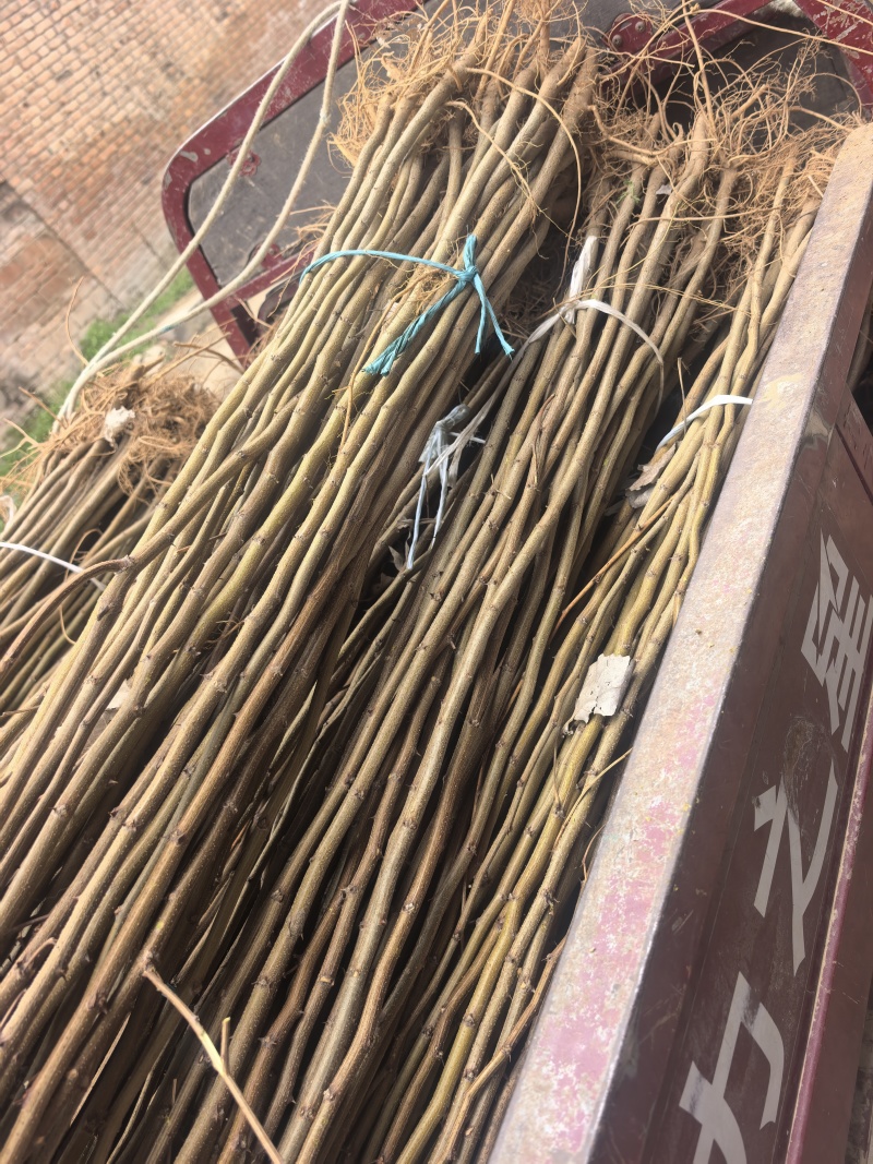 刺槐小苗的特色包括生长快、适应性强、耐贫瘠、根系发达固土