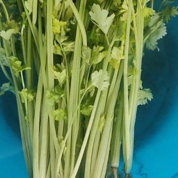 新上市香芹