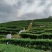高山云雾茶