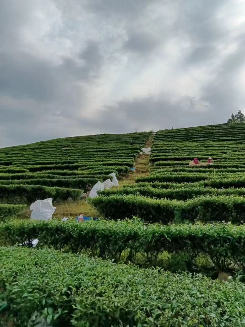 高山云雾茶