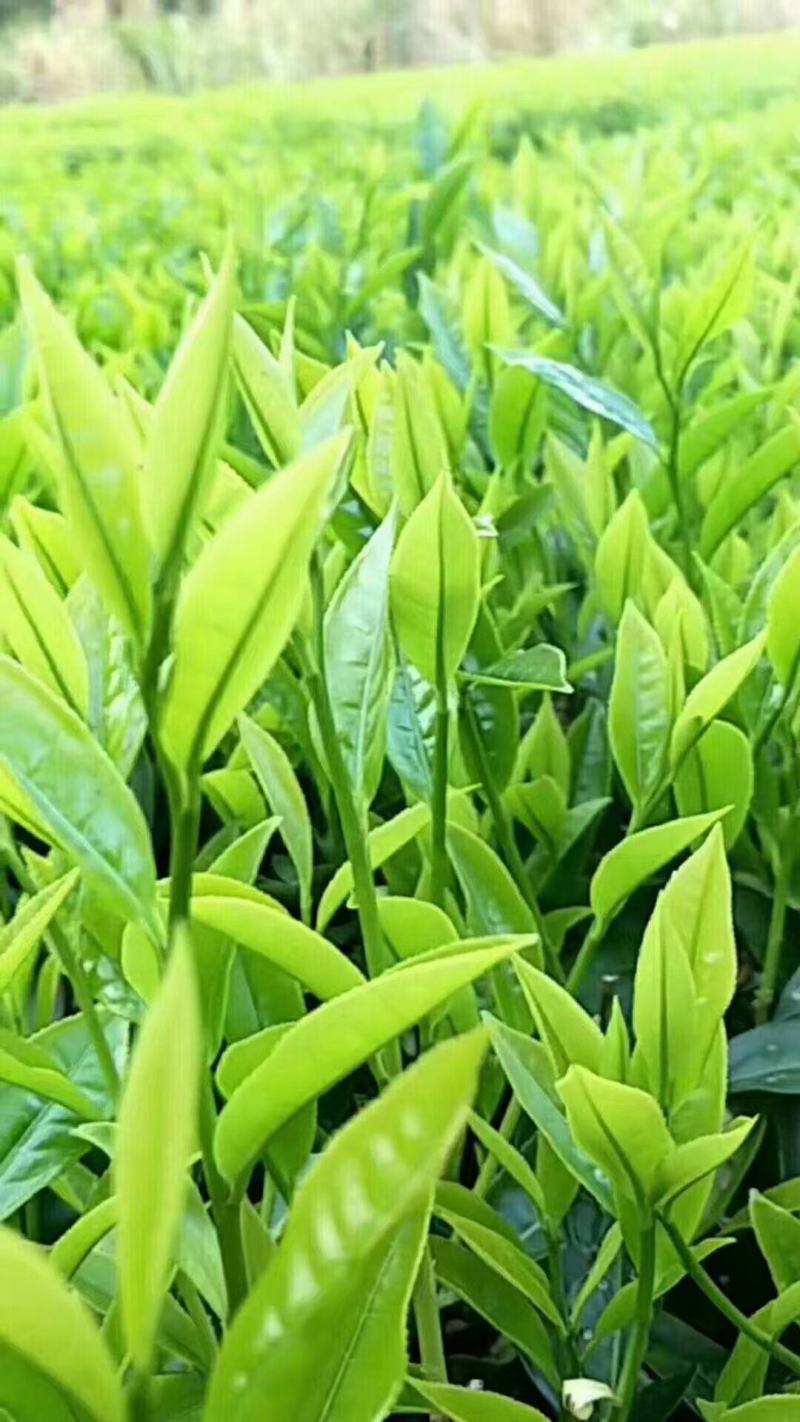 高山云雾茶