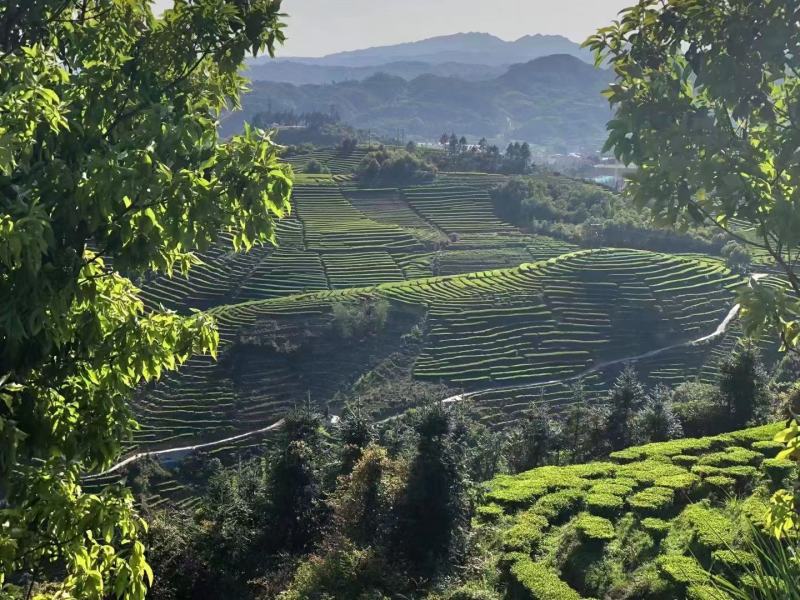 高山云雾茶