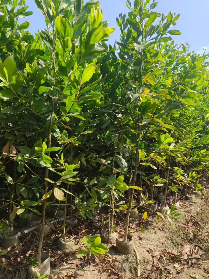 马占相思80-2米高出售基地直销自家货源
