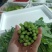 板蓝根菜心