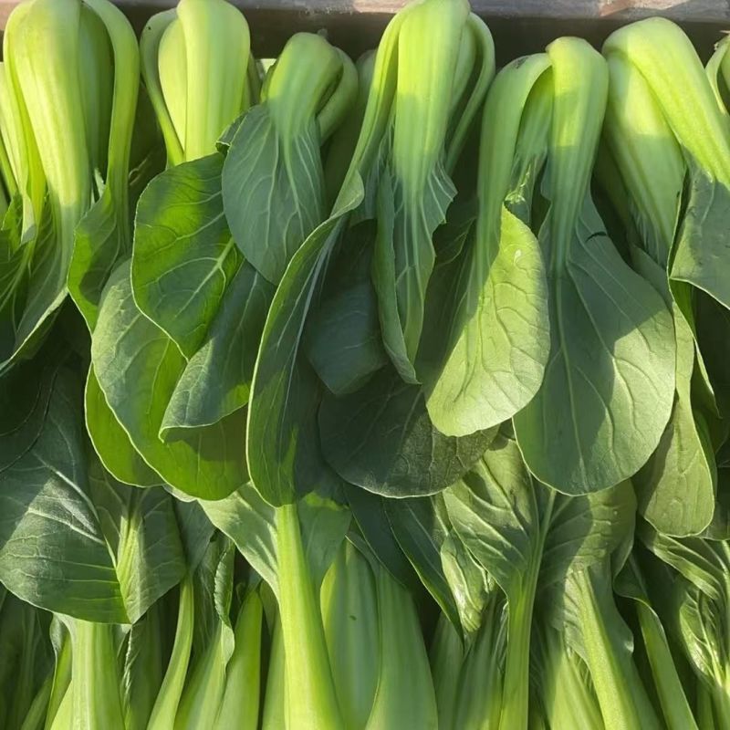 硕源乐夏良品青梗菜种子耐热耐湿抗高温夏秋上海青小油菜