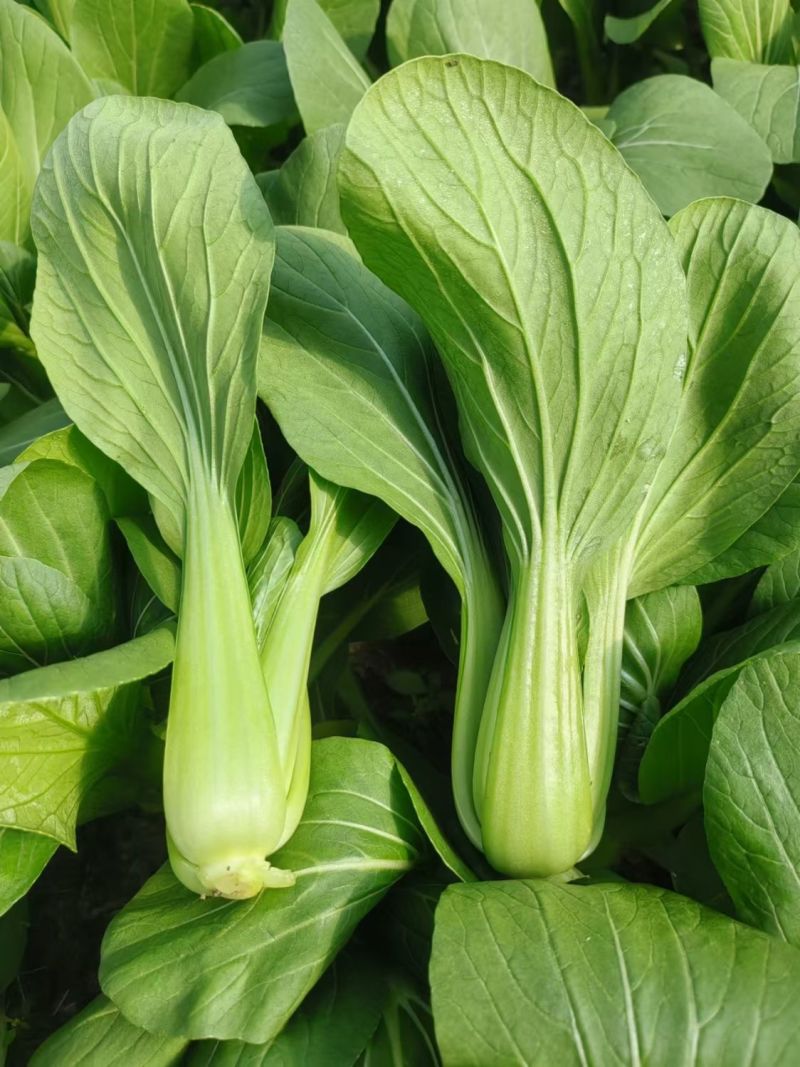 硕源乐夏良品青梗菜种子耐热耐湿抗高温夏秋上海青小油菜