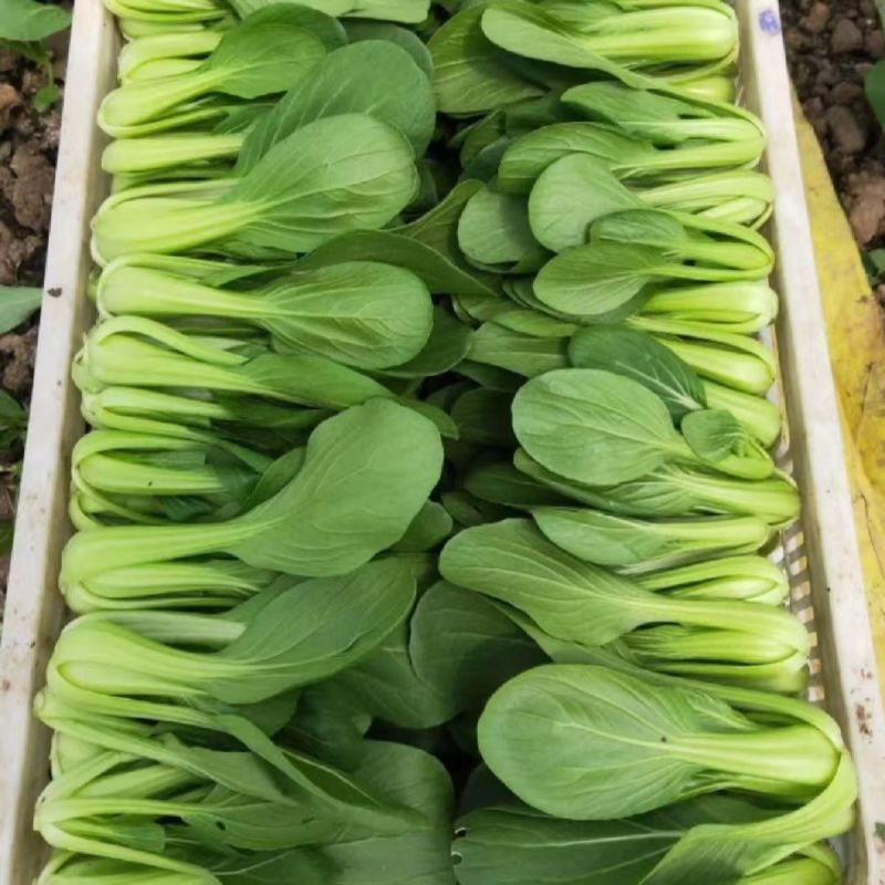硕源乐夏良品青梗菜种子耐热耐湿抗高温夏秋上海青小油菜