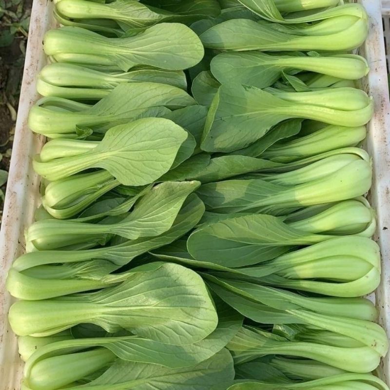 硕源乐夏良品青梗菜种子耐热耐湿抗高温夏秋上海青小油菜