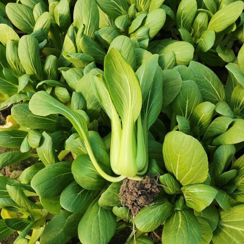 硕源乐夏良品青梗菜种子耐热耐湿抗高温夏秋上海青小油菜