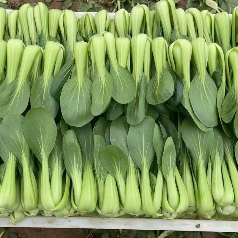 硕源乐夏良品青梗菜种子耐热耐湿抗高温夏秋上海青小油菜