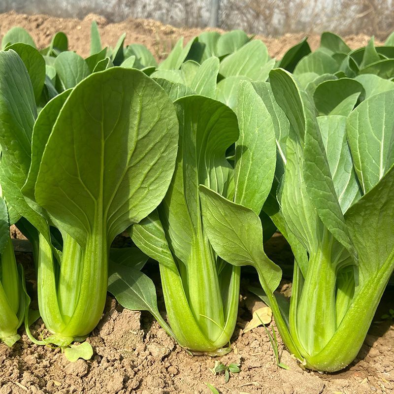 硕源乐夏良品青梗菜种子耐热耐湿抗高温夏秋上海青小油菜