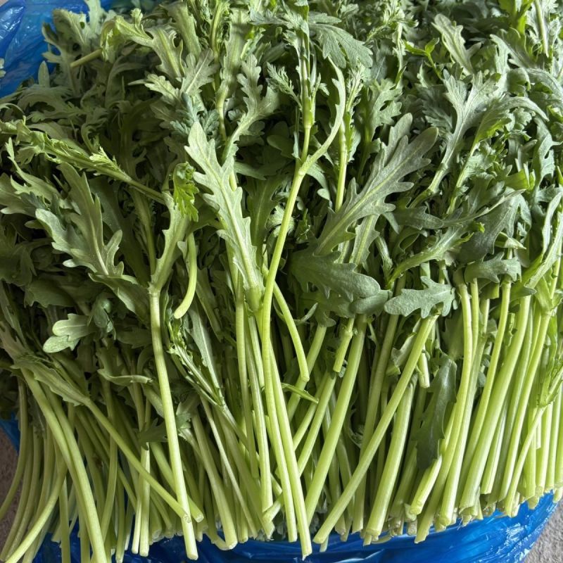 青秀光杆茼蒿种子菜园大田四季高产皇帝菜无纤维青菜叶菜蔬菜
