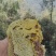 蜂蜜
