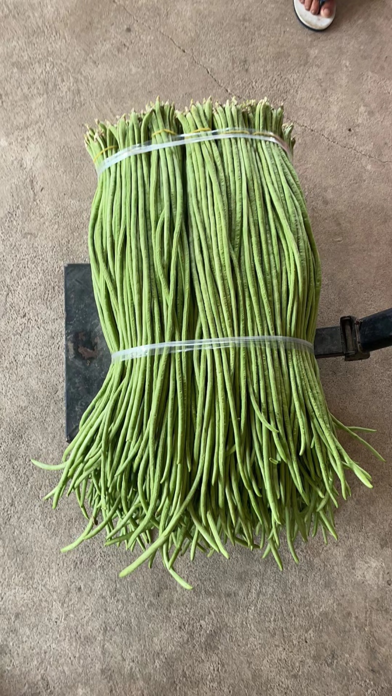 云南西双版纳新鲜豆角长豆角豇豆，