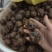 自家种的广西马蹄通货（13-16个头）