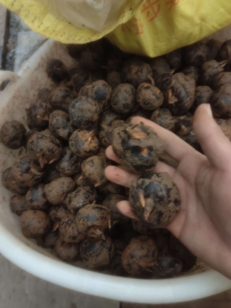 自家种的广西马蹄通货（13-16个头）