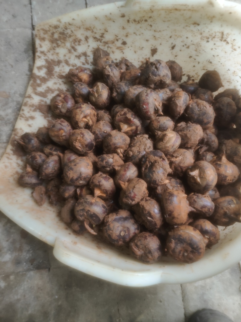 自家种的广西马蹄通货（13-16个头）
