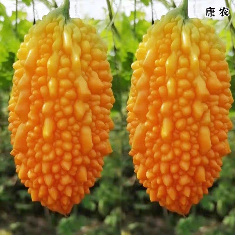 小濑瓜种子盆栽赖癞葡萄金铃子红娘刺癞甜心果蔬菜种孑