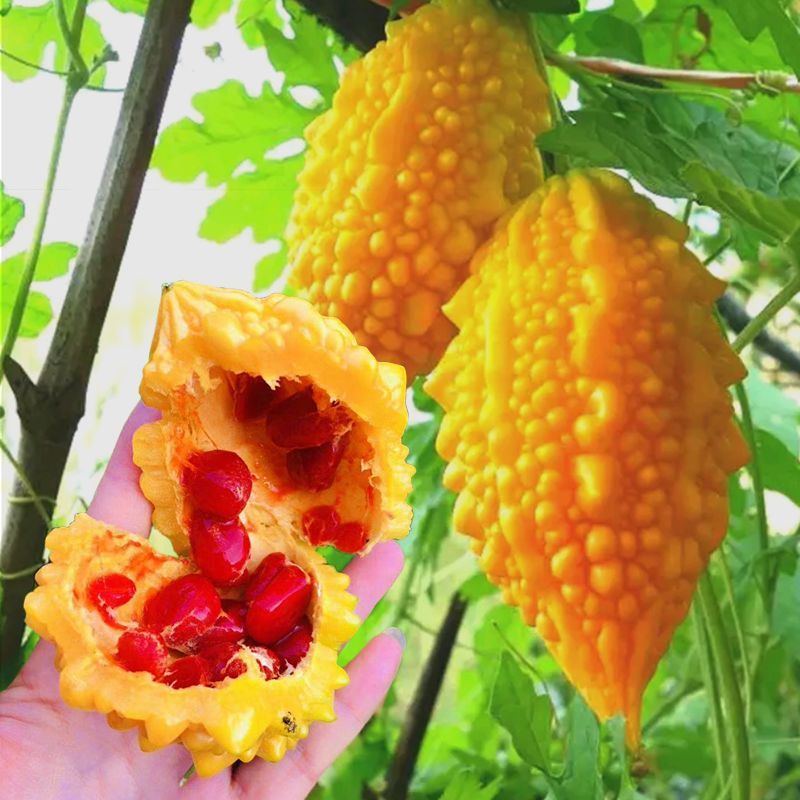 小濑瓜种子盆栽赖癞葡萄金铃子红娘刺癞甜心果蔬菜种孑