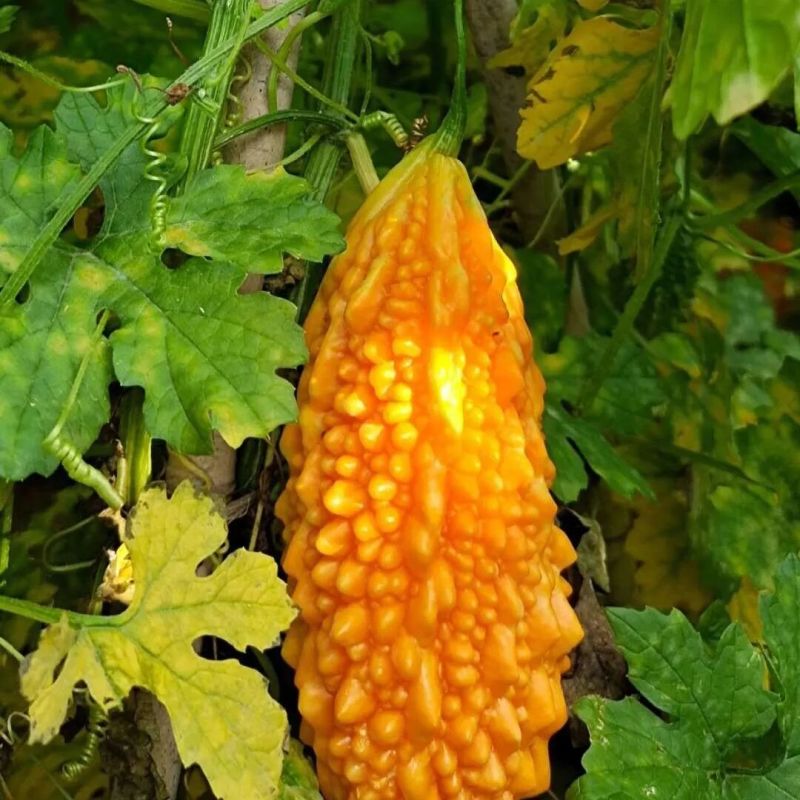 小濑瓜种子盆栽赖癞葡萄金铃子红娘刺癞甜心果蔬菜种孑