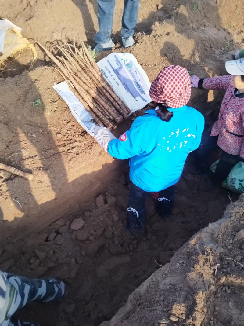 2026年精品红皮铁棍山药大量上市了，欢迎现场采购
