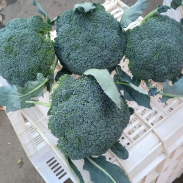 如意60西兰花种子花菜种籽青梗松散型花椰菜种籽孑农家易种