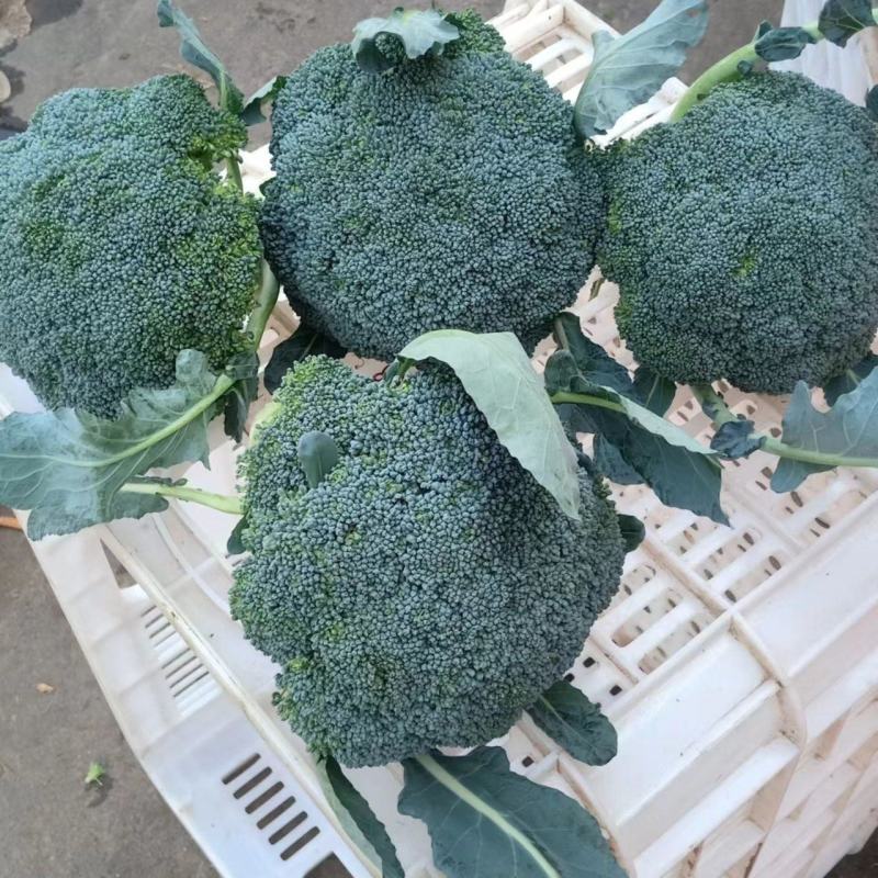 如意60西兰花种子花菜种籽青梗松散型花椰菜种籽孑农家易种