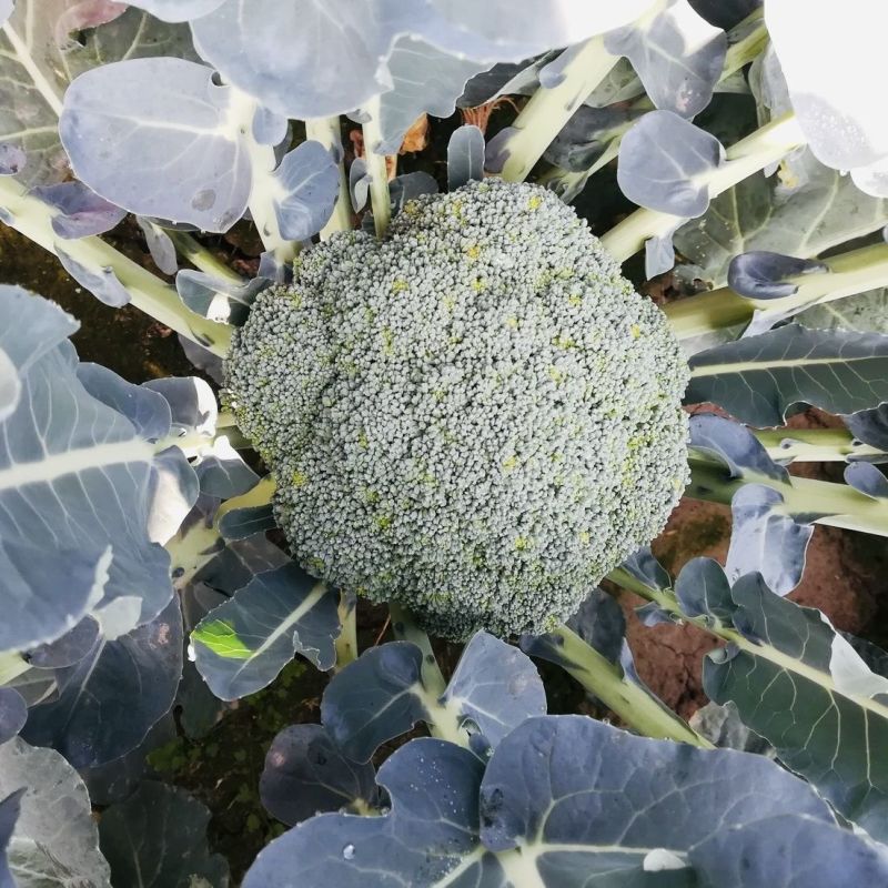 如意60西兰花种子花菜种籽青梗松散型花椰菜种籽孑农家易种