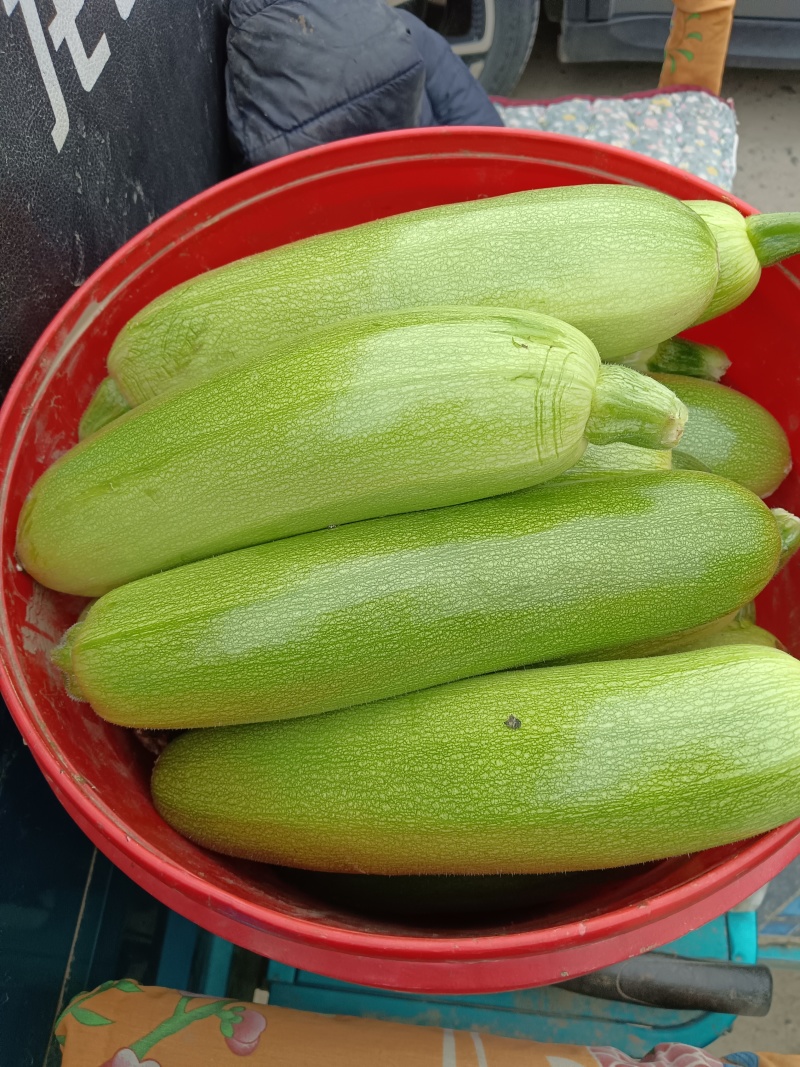 西葫芦
